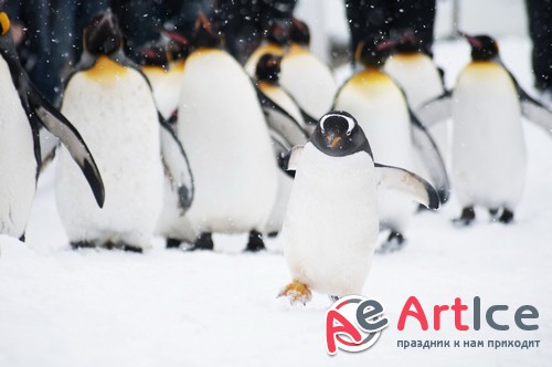 �������� - ����� ���������� (��������)