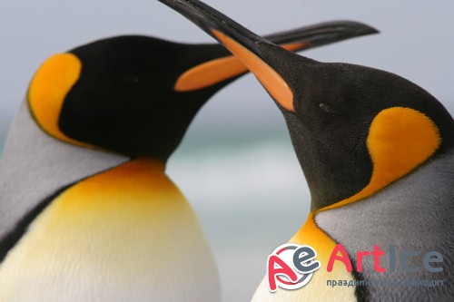 �������� - ����� ���������� (��������)