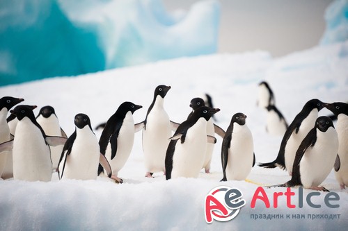 �������� - ����� ���������� (��������)