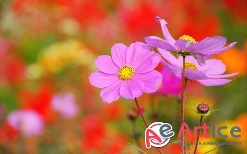 Wallpapers Mixed Collection #208