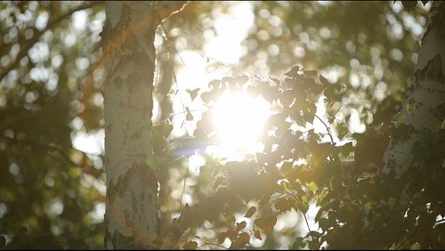 DayLight video footage