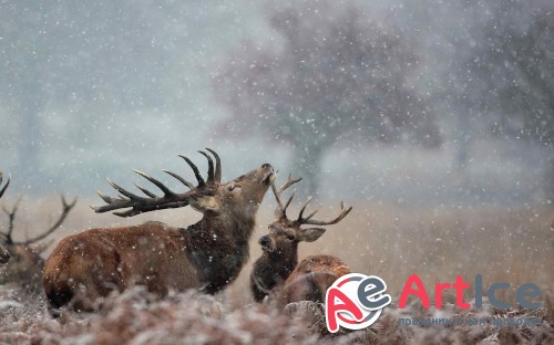 Best Mixed Wallpapers Pack #176