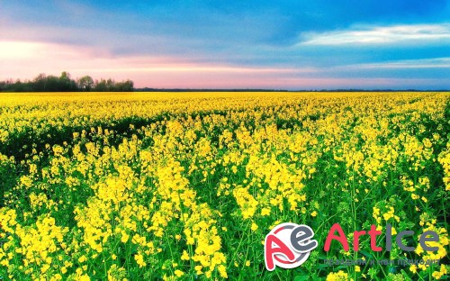 Wallpapers Mixed Collection #173