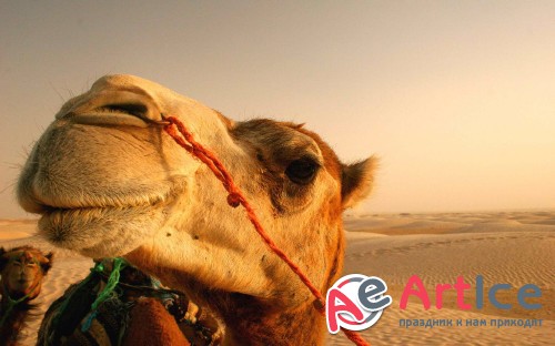 Wallpapers Collection Mixed #71