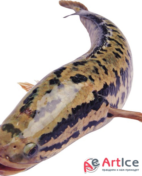   9:  