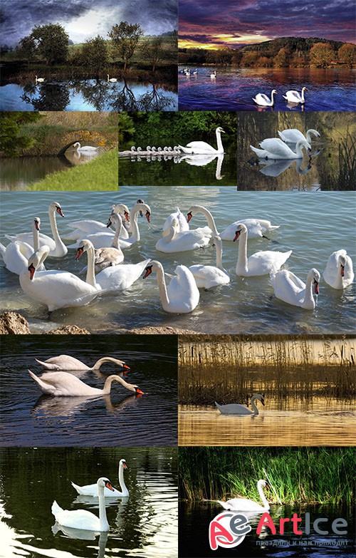 Images Mute Swan