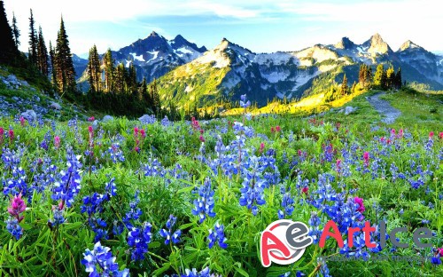 Wallpapers Mixed Pack #86