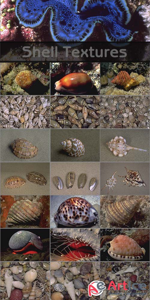 Shell Textures