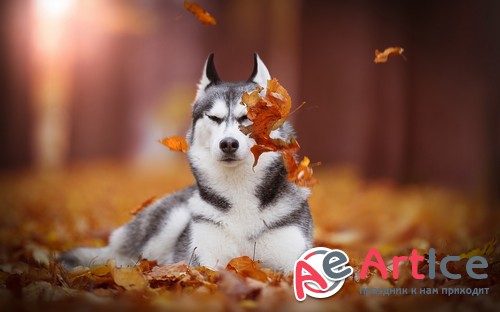 HQ ���� ��� �������� �����. ����� 553