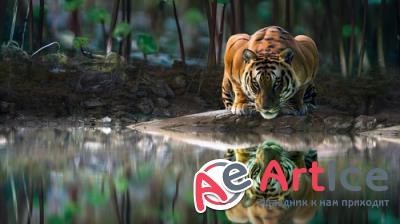 ��������������� ���� ��� �������� ����� #243