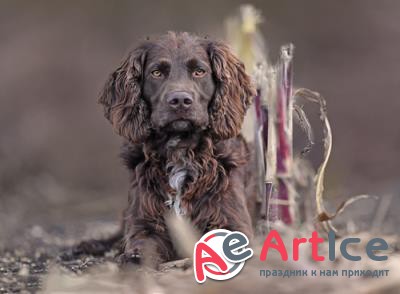 HQ ���� ��� �������� �����. ����� 725