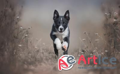 New best wallpapers pack #146